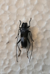 Paraglenea transversefasciata