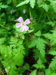 Geranium robertianum