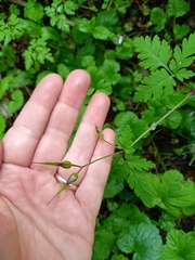 Geranium robertianum