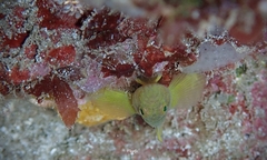 Priolepis aureoviridis