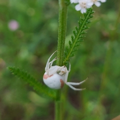 Misumena vatia