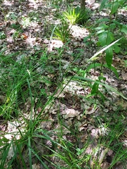Elymus caninus