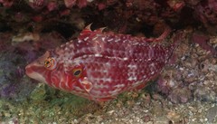 Pteragogus enneacanthus