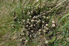 Pimelea barbata barbata