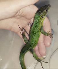 Lacerta bilineata