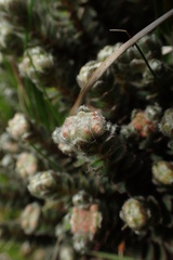Pimelea barbata barbata