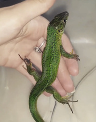 Lacerta bilineata