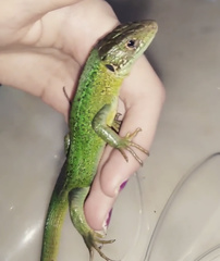 Lacerta bilineata