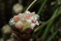 Pimelea barbata barbata