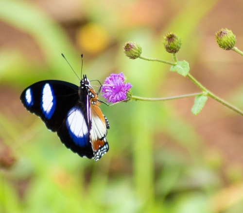 Danaid Eggfly