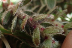 Pimelea barbata barbata