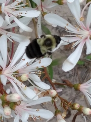 Bombus impatiens image
