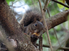 Sciurus aestuans ingrami