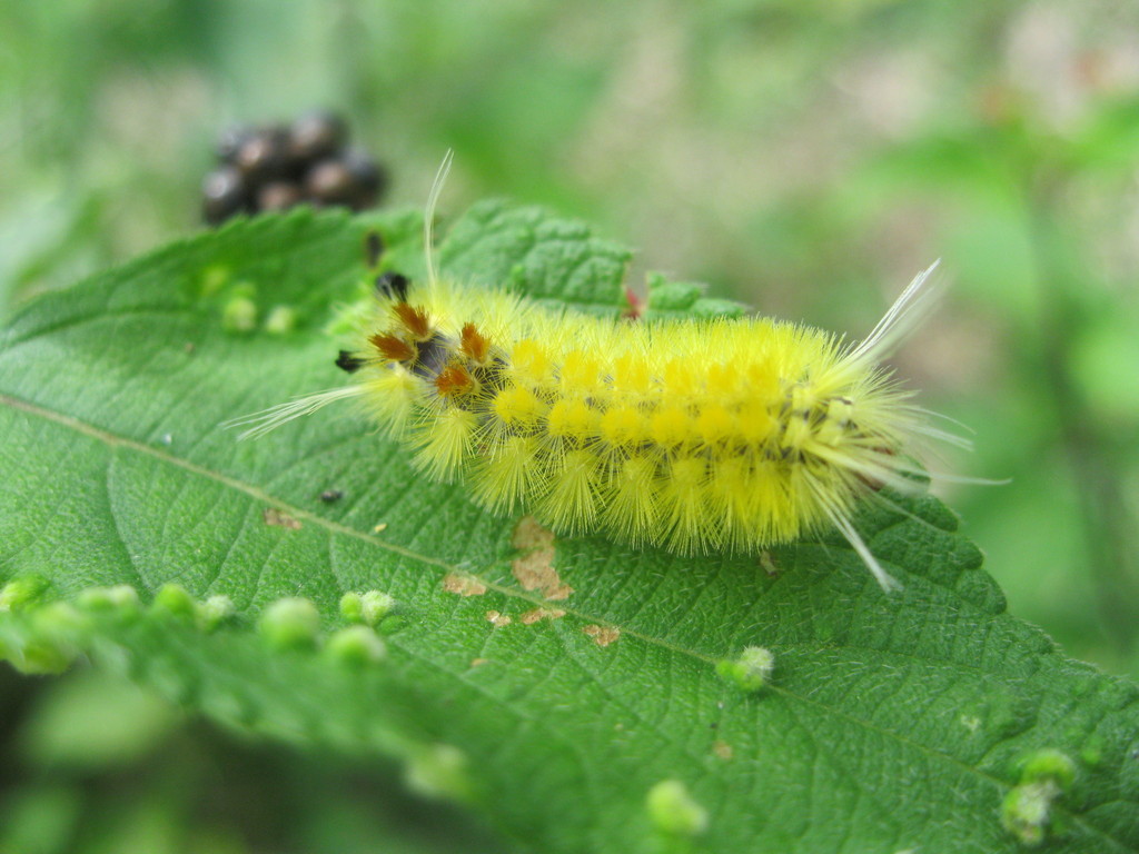 Lophocampa modesta