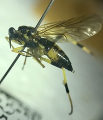 Xylomya terminalis