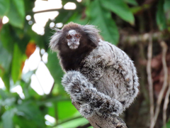 Callithrix jacchus × penicillata