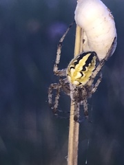 Neoscona adianta