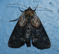 Abrostola ovalis