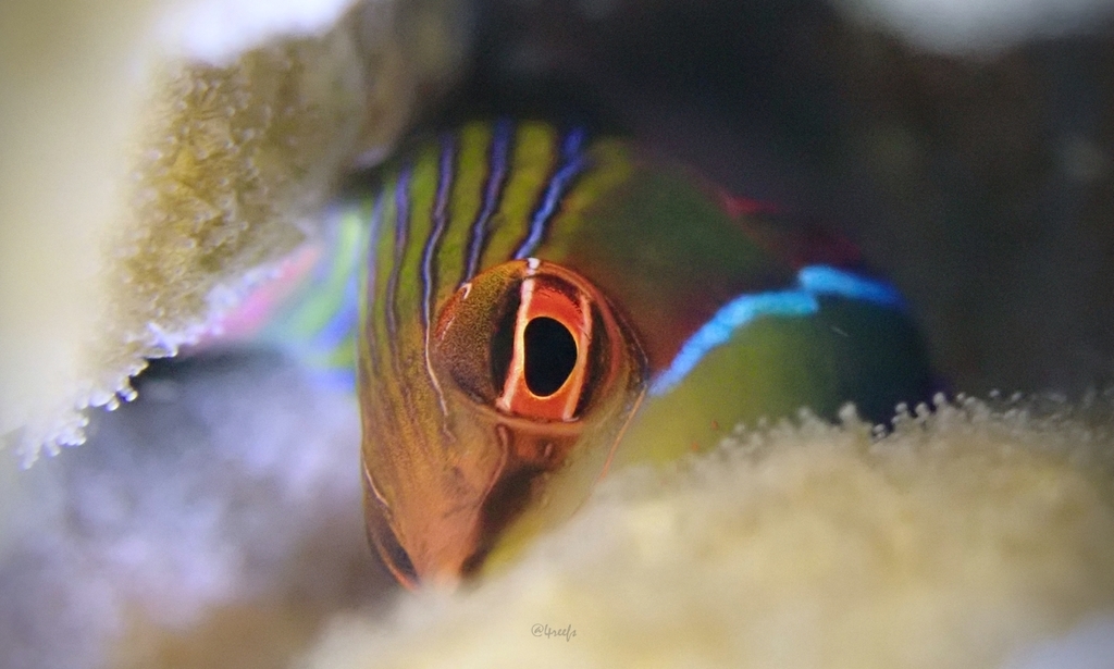 Fourline wrasse (Pseudocheilinus tetrataenia) — Labridae