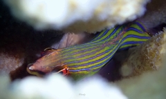 Pseudocheilinus tetrataenia