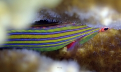 Pseudocheilinus tetrataenia