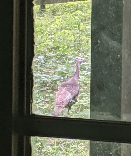 Wild Turkey photographed in Indiana
