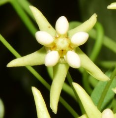Funastrum bilobum