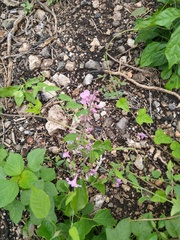 Fridericia floribunda