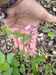Fridericia floribunda