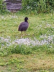 Fulica atra