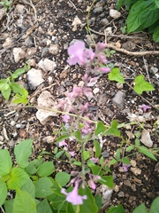 Fridericia floribunda