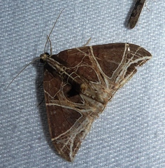 Ecliptopera rectilinea