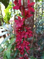 Ochnaceae