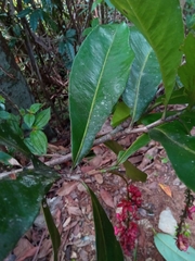 Ochnaceae