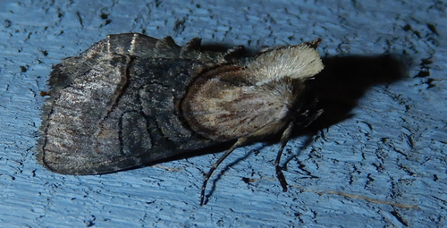 Oval Abrostola photo 4