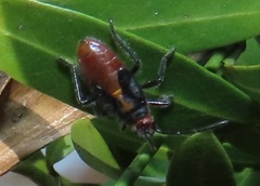 Caenocoris
