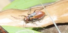 Caenocoris
