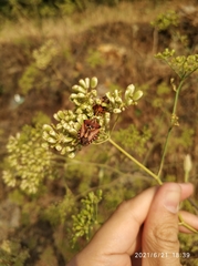 Carpocoris mediterraneus mediterraneus