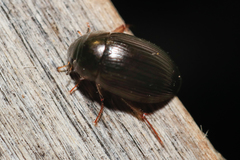 Hydrobius