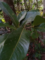 Ochnaceae
