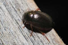 Hydrobius