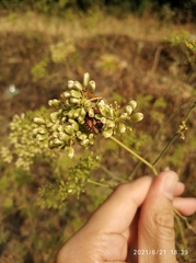 Carpocoris mediterraneus mediterraneus