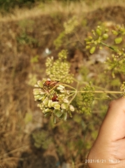 Carpocoris mediterraneus mediterraneus