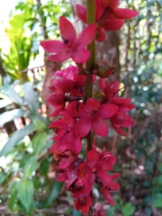 Ochnaceae