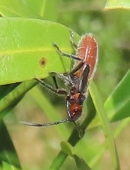 Caenocoris
