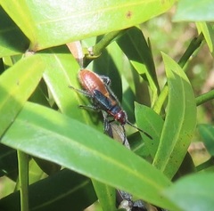 Caenocoris