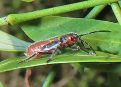 Caenocoris