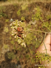 Carpocoris mediterraneus mediterraneus