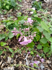Fridericia floribunda