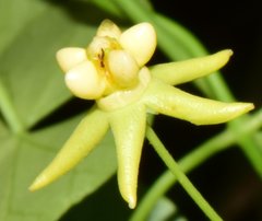 Funastrum bilobum